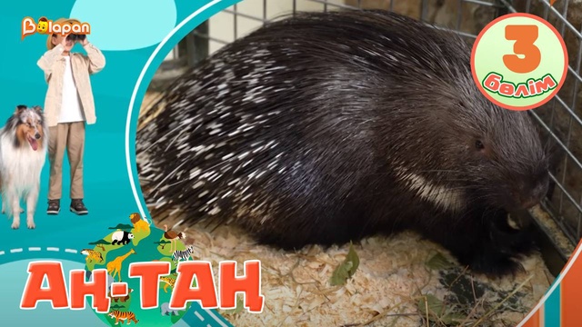 Аң-таң. 3-бөлім