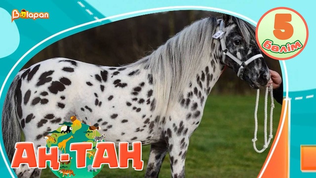 Аң-таң. 5-бөлім