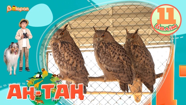 Аң-таң. 11-бөлім