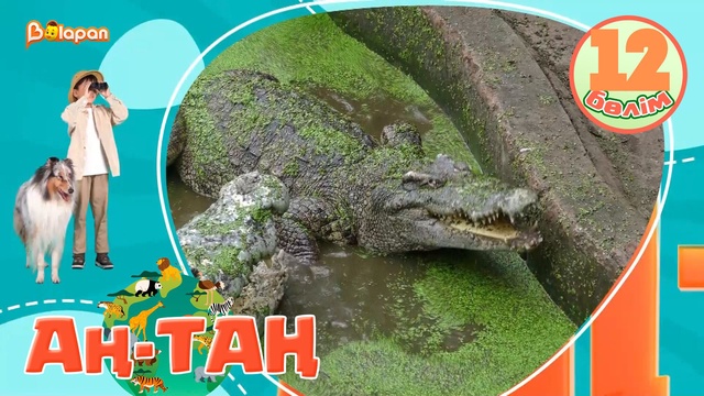 Аң-таң. 12-бөлім