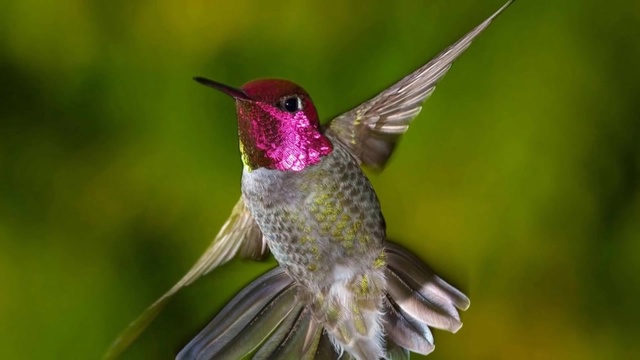 Әлемдегі ең кішкентай құс