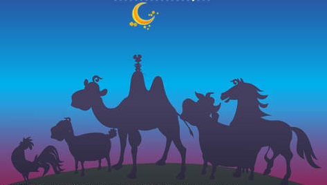 Мега мүшелердің фотолары мен бейнелері